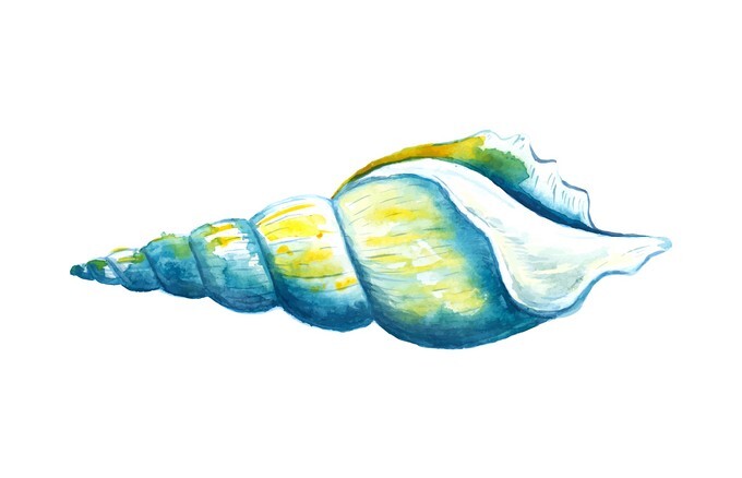 Seashell watercolor illustration 3